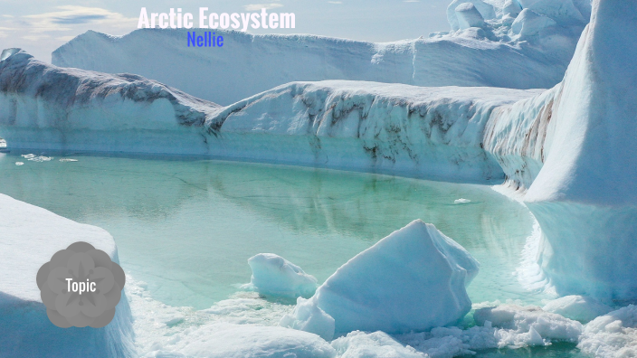 Arctic Ecosystem by Nellie Bashant on Prezi
