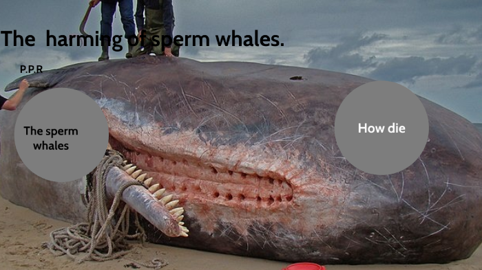 Save The Sperm Whales By Simone Pala On Prezi