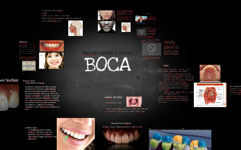 Anatomia Humana Da Boca, Boca Aberta Com Explicação Ilustração do