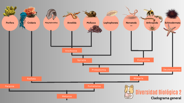 cladograma de invertebrados