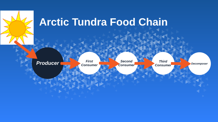 Tundra Food Chain by Maria Tarry