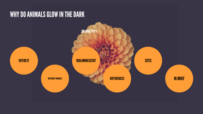 Why do some animals glow in the dark by JACKIE Laurenceau on Prezi