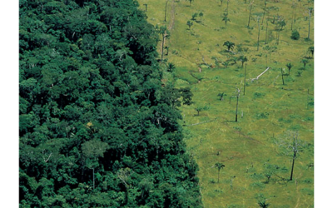 la selva del amazonas by santacruz m on Prezi