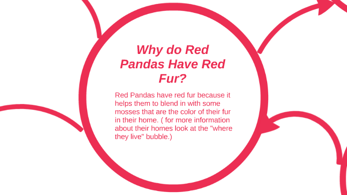 Why do Red Pandas Have Red Fur? by Delia Smith on Prezi