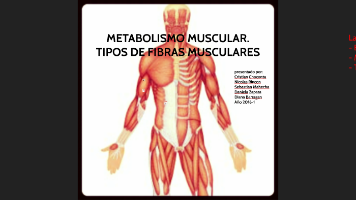 Metabolismo basale seguir en este camino