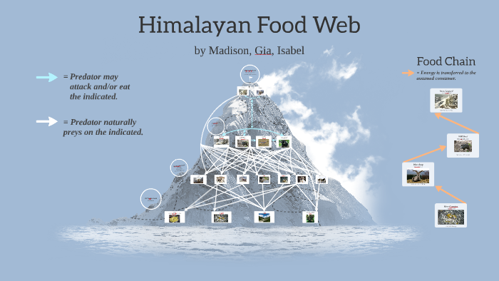 Himalayan Mountain Food Web by ------ ------ on Prezi