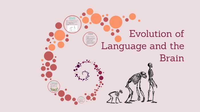 Evolution of Language and the Brain by Kaylee Schworm on Prezi