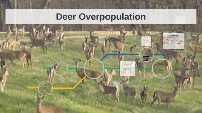 Deer Overpopulation by James myers on Prezi