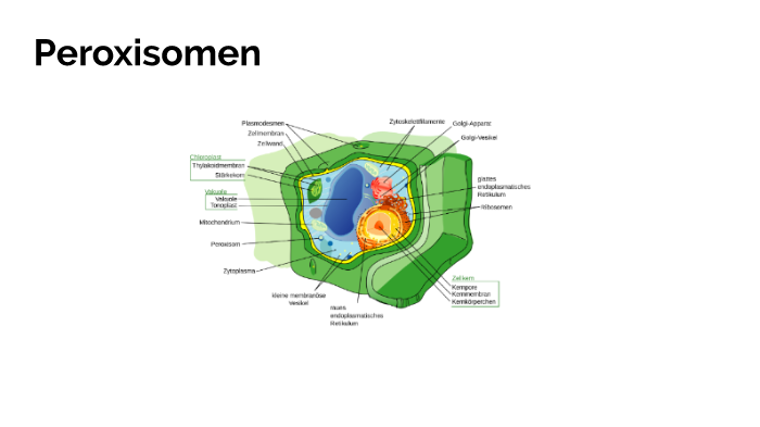 Peroxisomen by Till Haßlinger on Prezi