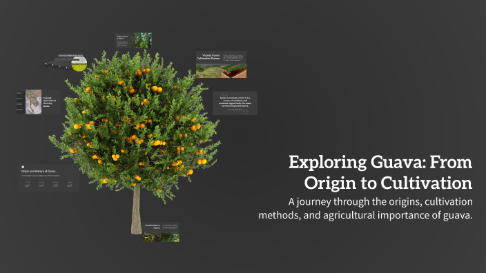 Guava Native Map Exploring Guava: From Origin to Cultivation by Manuel Schneider on Prezi