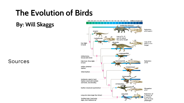 evolution of birds by Rhonda Lefferd on Prezi