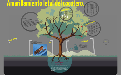 Amarillamiento letal del cocotero by minor segnini on Prezi