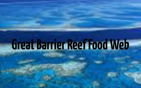 The Great Barrier Reef Food Web by Harry Chen