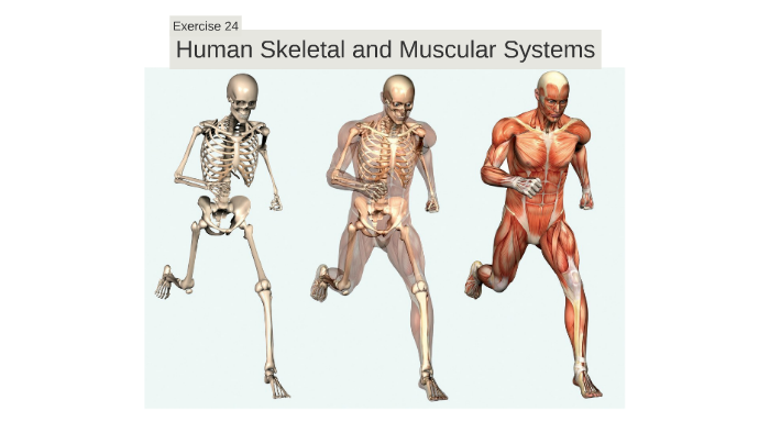 Exercise 24 - Human Skeletal and Muscular Systems by Christian Batach ...