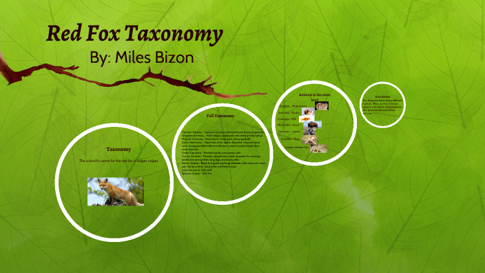 Red Fox Taxonomy by Miles Bizon on Prezi