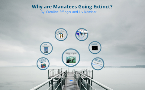 Why Are Manatees Going Extinct by Caroline Effinger on Prezi