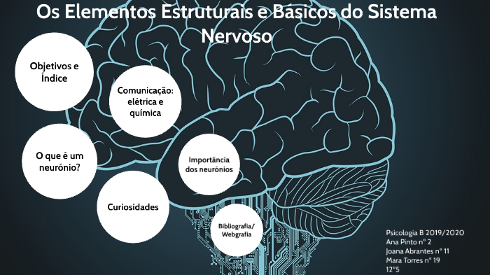 Os Elementos Estruturais E Básicos Do Sistema Nervoso By Mara Torres On ...