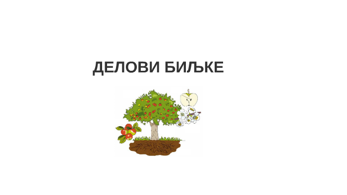 ДЕЛОВИ БИЉКЕ by Мира Стевковић on Prezi