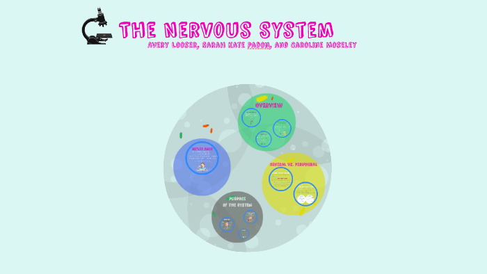 The Nervous System by on Prezi