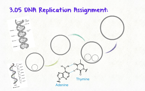 3.05 dna replication assignment answers