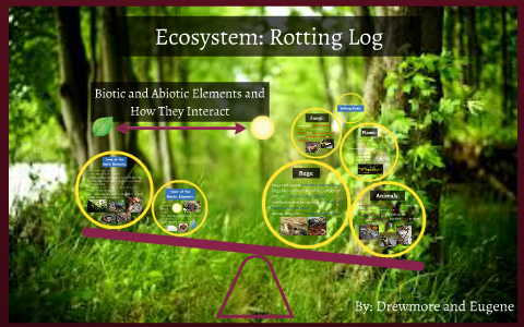 Ecosystem: Rotting Log by Drewmore Moon on Prezi