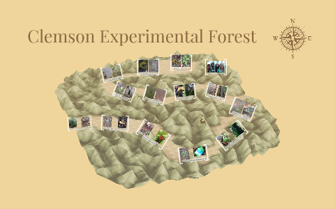 clemson experimental forest reviews