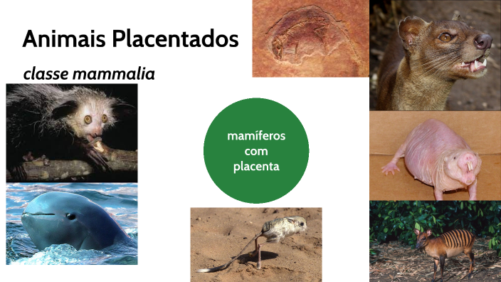 PLACENTÁDOS by Maria Isabel on Prezi