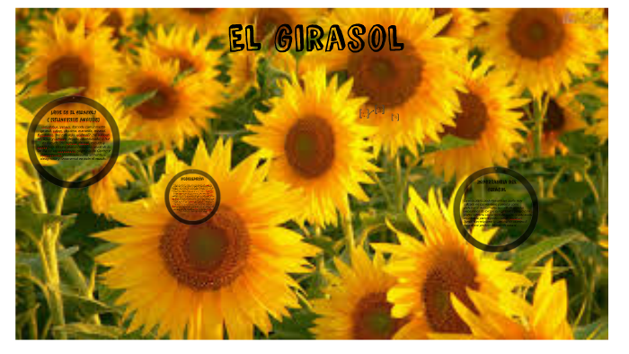 El girasol by Kenmary Rodriguez on Prezi Next