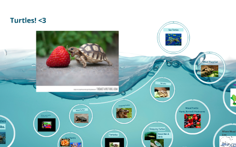 Sea Turtles by Ciana McDaniel on Prezi