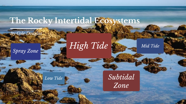 Teaching Young Kids About The Rocky Intertidal Ecosystem by Cole D ...