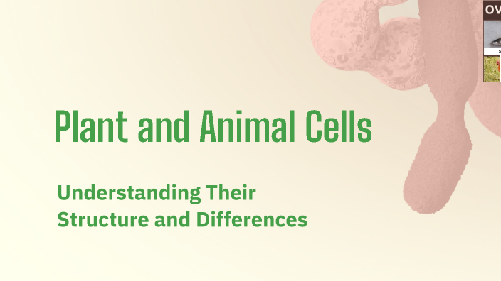 Plant and Animal Cells by Junejoy Espinosa on Prezi