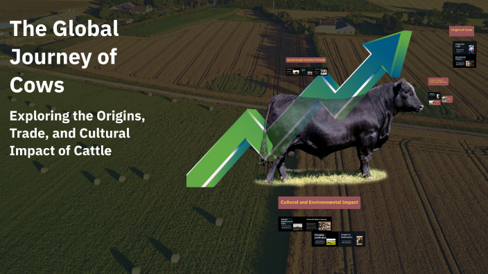 The Global Journey of Cows by Alexis Fernandez Jimenez on Prezi