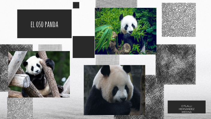 Oso Panda By CITLALLI HERNANDEZ On Prezi