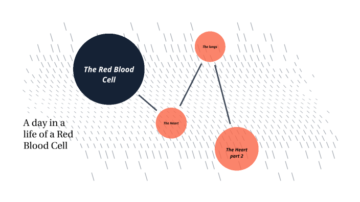 A day in a life of a Red Blood Cell by David Richard on Prezi