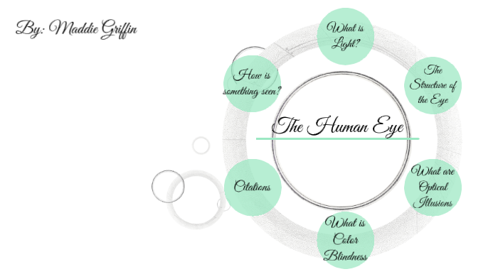 The Human Eye by Maddie Griffin on Prezi