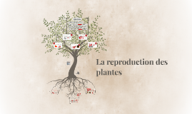 La Reproduction Des Plantes By Larissa Carscadden