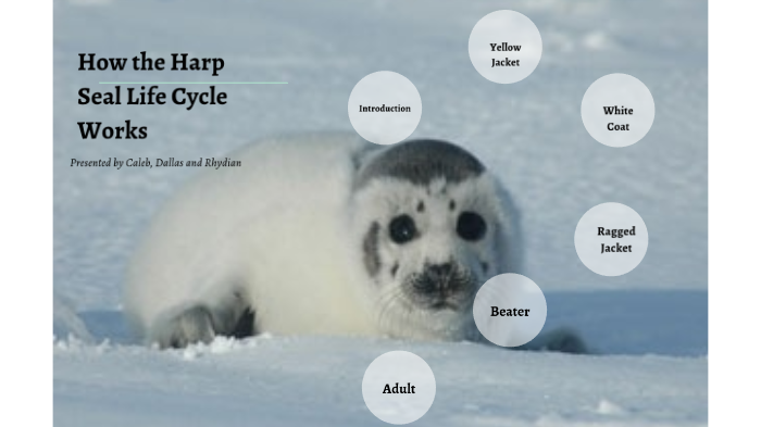 Seal Life Cycle For Kids