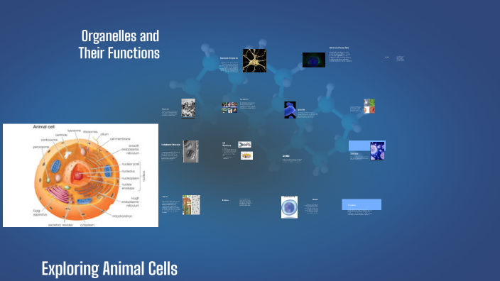 Exploring Animal Cells by will valentine on Prezi