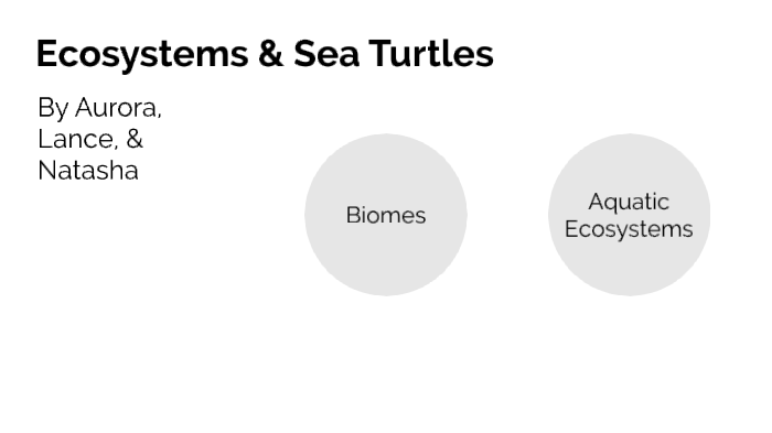 Water & Sea Turtles by Aurora Johnston on Prezi