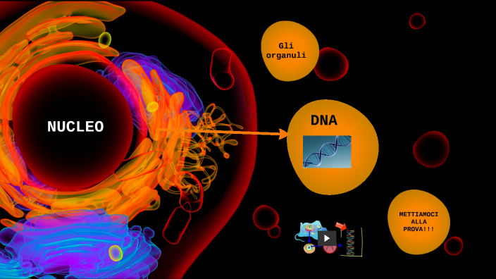 La cellula animale by Agnese De Pascalis on Prezi