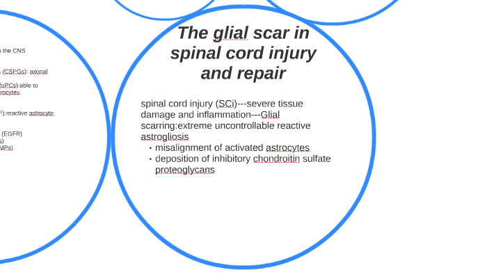 The glial scar in spinal cord injury and repair by Andre TheHighWayMan ...