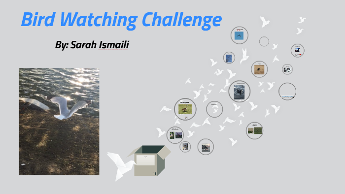 Bird Watching Challenge By Sarah Ismaili