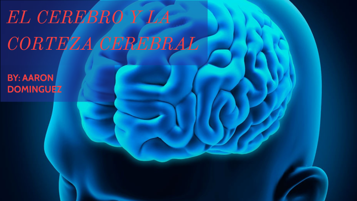 EL CEREBRO Y LA CORTEZA CEREBRAL by aaron dominguez on Prezi