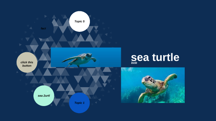 sea turtle by Alex Castello on Prezi