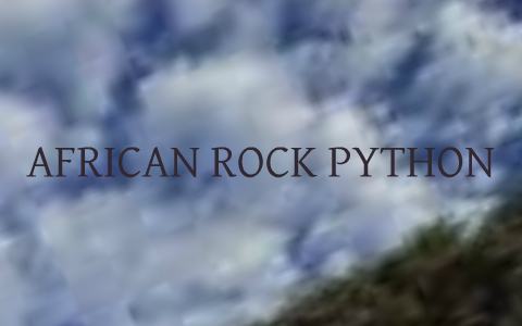 African Rock Python (Python Sebae Sebae) by Kelsie Daub on Prezi