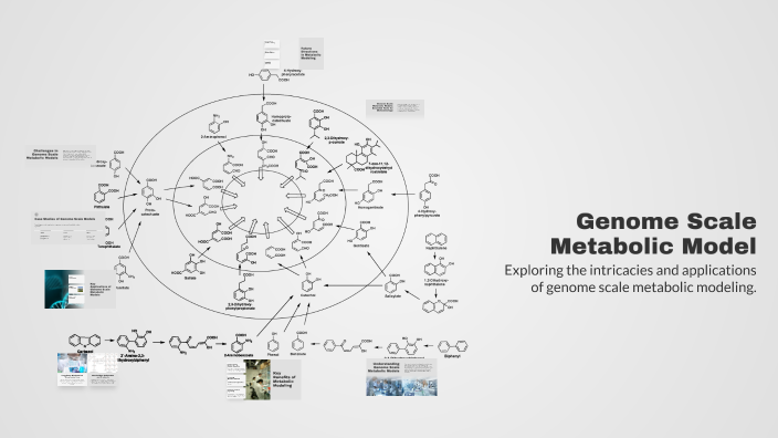 Genome Scale Metabolic Model by Fatmeh Velayatipour on Prezi