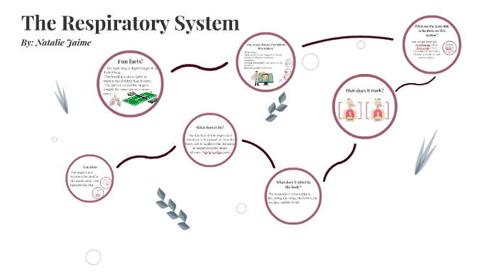 The Respiratory System by natalie jaime on Prezi