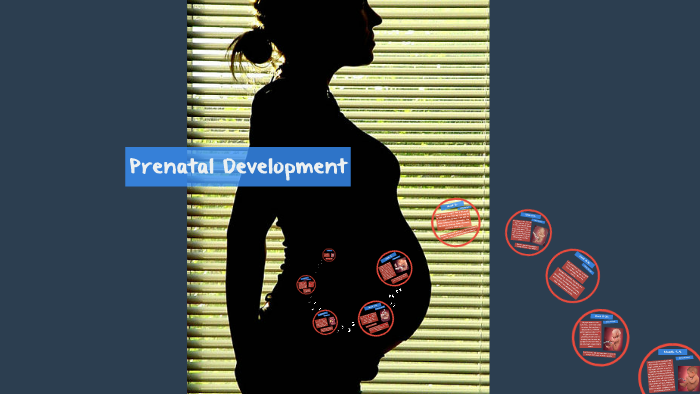 Prenatal Development By Elexa Richard