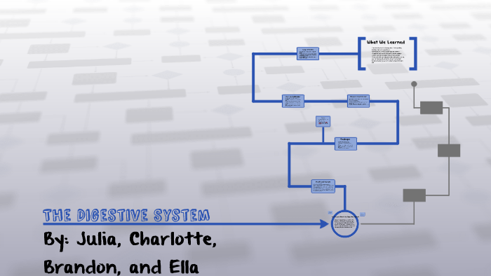 The Digestive System by on Prezi