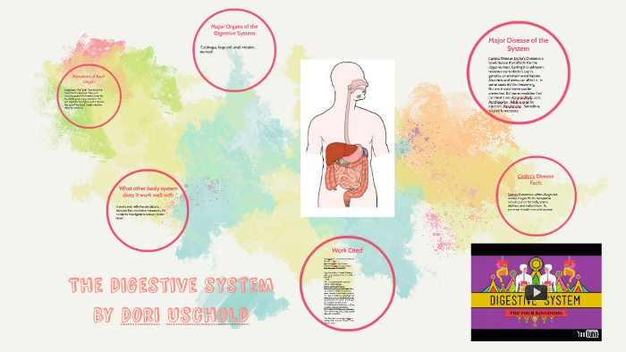 The Digestive system by Dori Uschold on Prezi